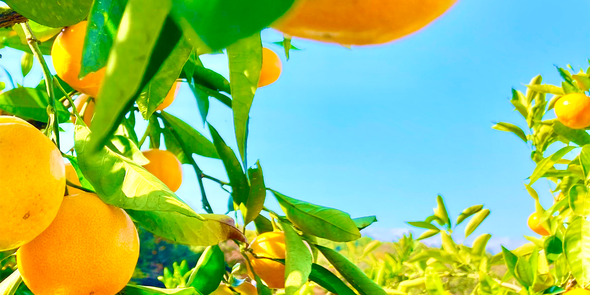 有限会社久山園